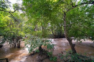 Stream